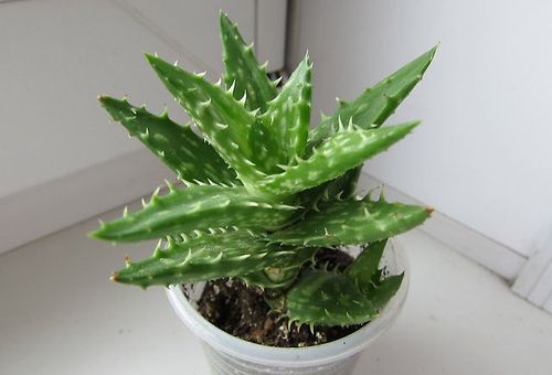 Aloe suckulent