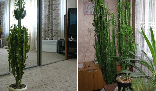 Sukulentní rostlina v místnosti