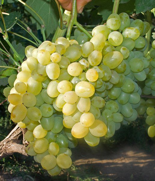 Super Extra grapes: variety description and reviews