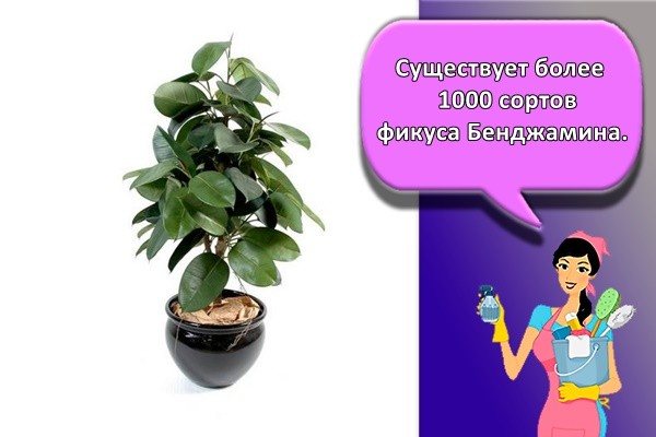 There are over 1000 varieties of Benjamin ficus.