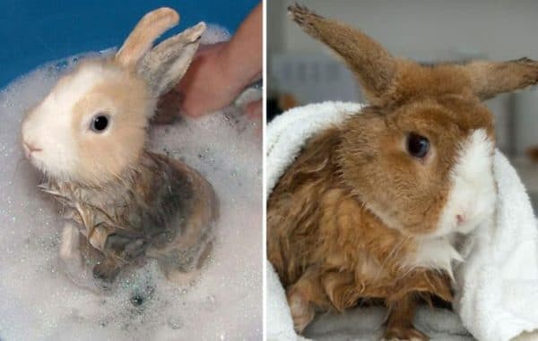Există mai multe situații când trebuie să știți cum puteți spăla un iepure de rasă decorativă acasă.