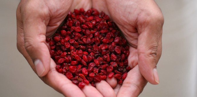 dried barberry in hands