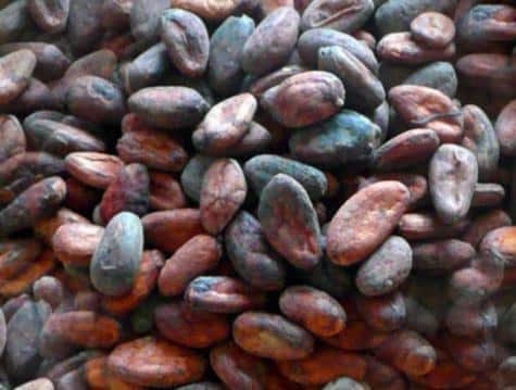 drying beans