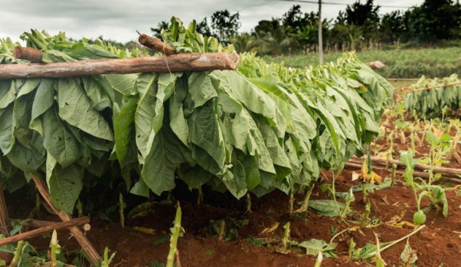drying tobacco leaves