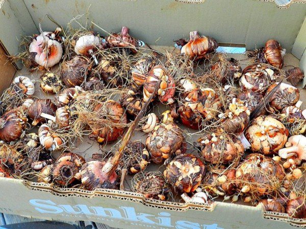 Drying gladiolus bulbs with babies in a cardboard box