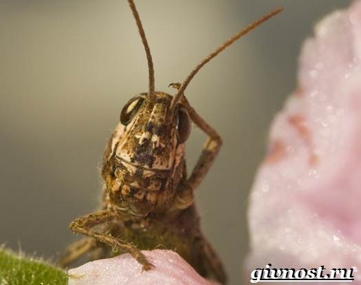 Insect-cricket-lifestyle-and-habitat-cricket-8