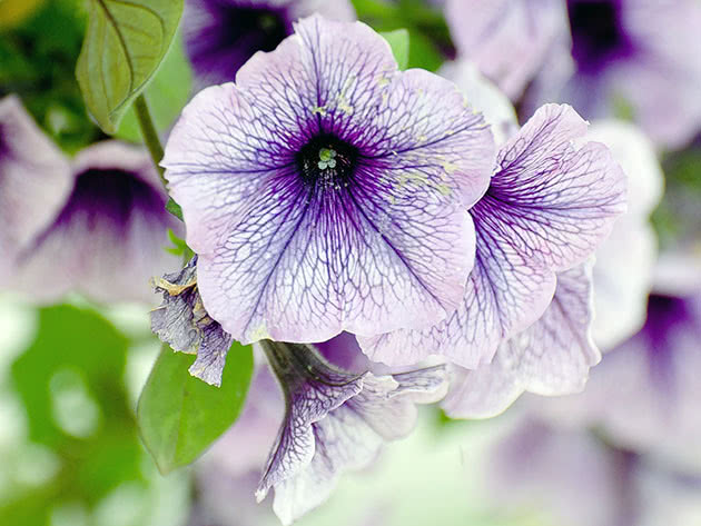 Light purple petunia
