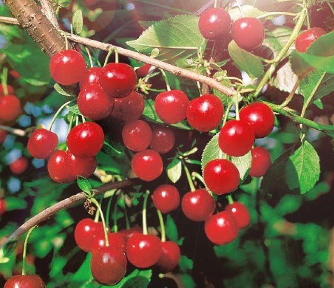 Light red cherries of the Standard Urals variety on the branches of a medium-sized tree