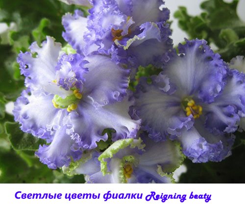 Ljusa violetta blommor Regerande skönhet