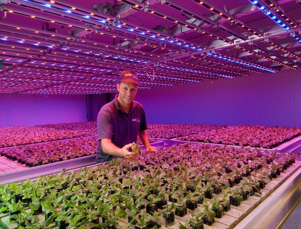 LED-belysning har en gynnsam effekt på växternas tillväxt