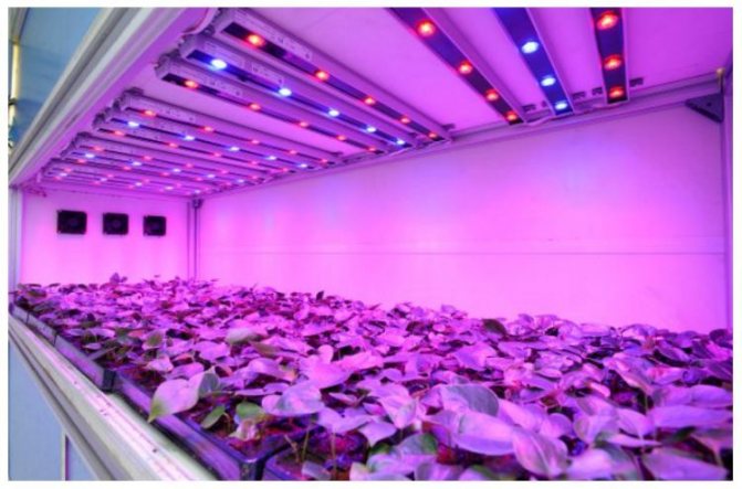 LED Pflanzenbeleuchtung