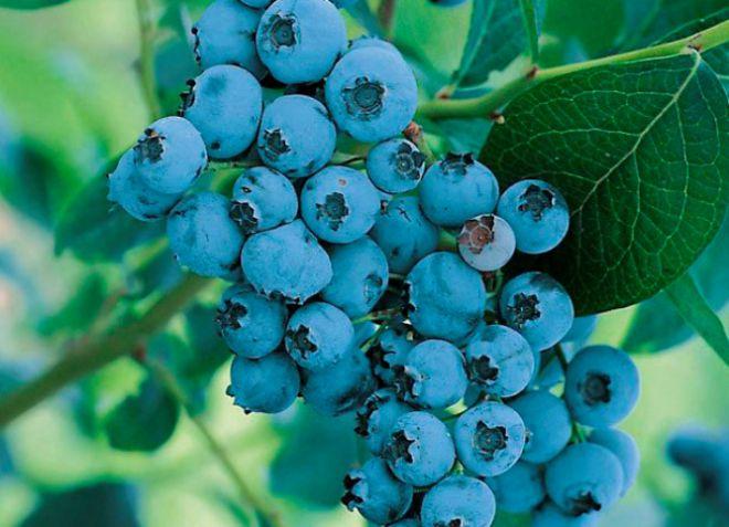 sariwang mga blueberry