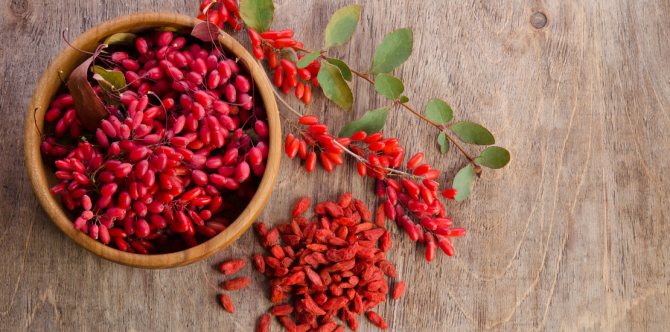 fresh and dried barberry