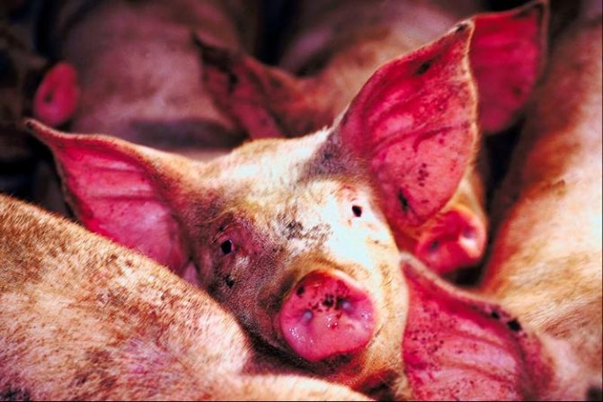 الخنازير المصابة بالطاعون