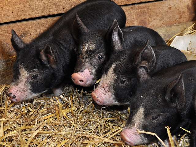 الخنازير مع الديدان