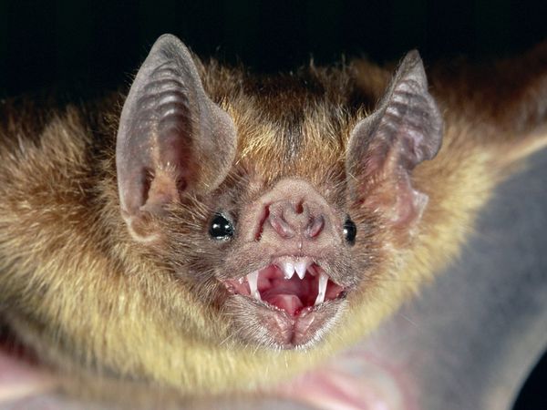 Pig-nosed bat