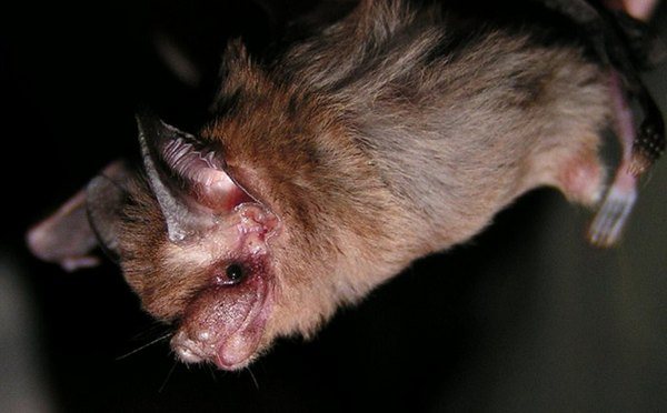 Pig-nosed bat