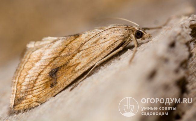 The cabbage moth got its name because of its dirty yellow or orange color, as well as because of the gluttony of its larvae, which "burn" plants without fire