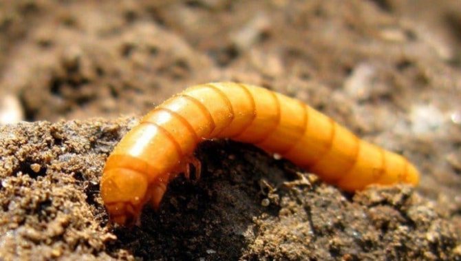 Larva kumbang klik mendapat nama untuk kemiripan luarannya dengan serpihan kecil dawai tembaga