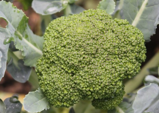 Mga katangian ng broccoli