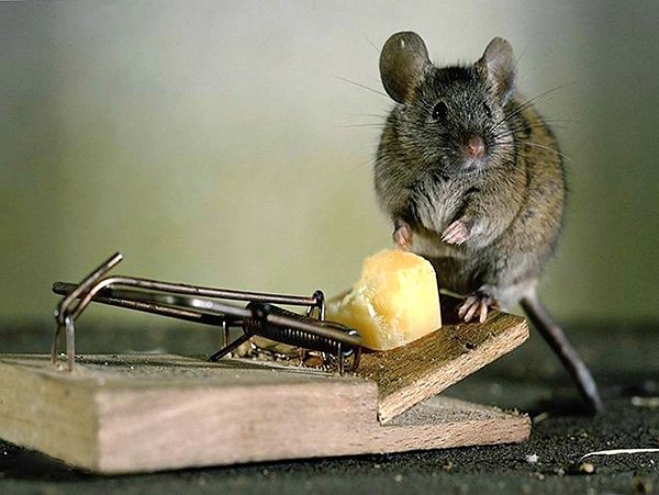 Cheese can actually lure a rodent into a trap, but it cannot be said that it is the best bait, as is often shown in cartoons.