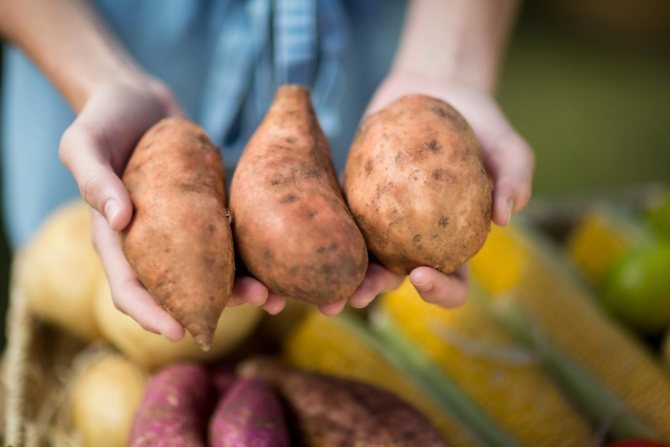 Rohe Kartoffeln kommen dem Körper zugute und schaden ihm