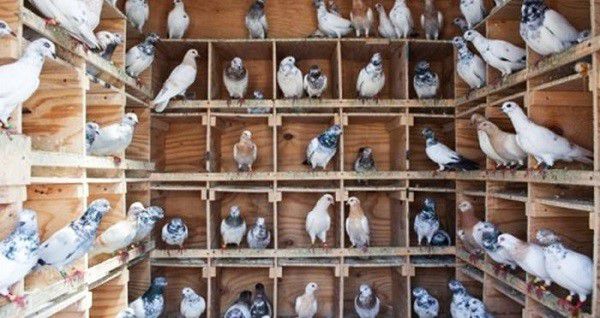 Well-fed pigeons will calmly endure frost without additional heating of the poultry house