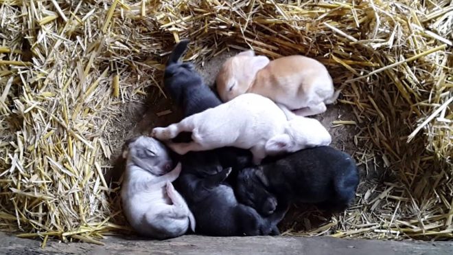 Добре хранени новородени зайци