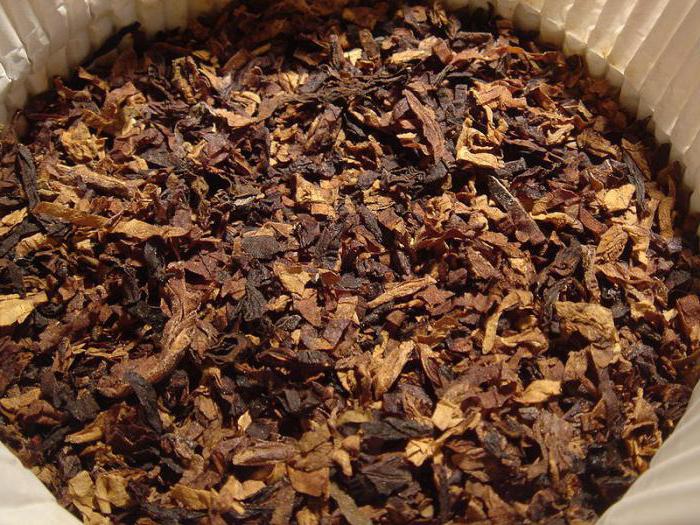 снимка на тютюнево растение