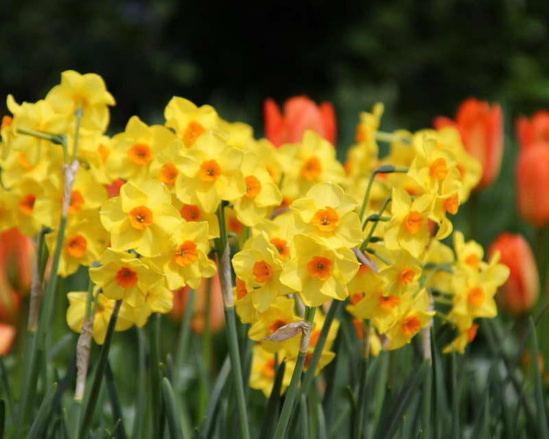 Larawan ng Daffodil Narcissus Scarlet Gem