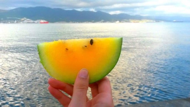 Thajský žlutý meloun