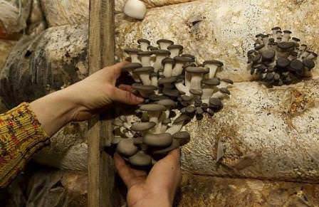 This is how oyster mushrooms are harvested