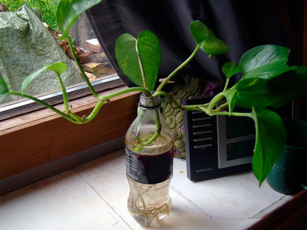 This is how the rooting of cuttings of a philodendron is made.