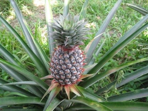 This is how pineapple grows