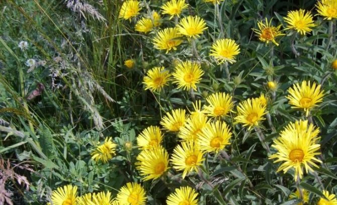 This is how one of the varieties of elecampane grows