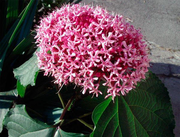 It looks like a blooming clerodendrum bunge
