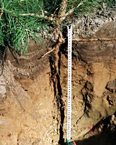 Ето как изглежда боровият корен в леки песъчливи почви.