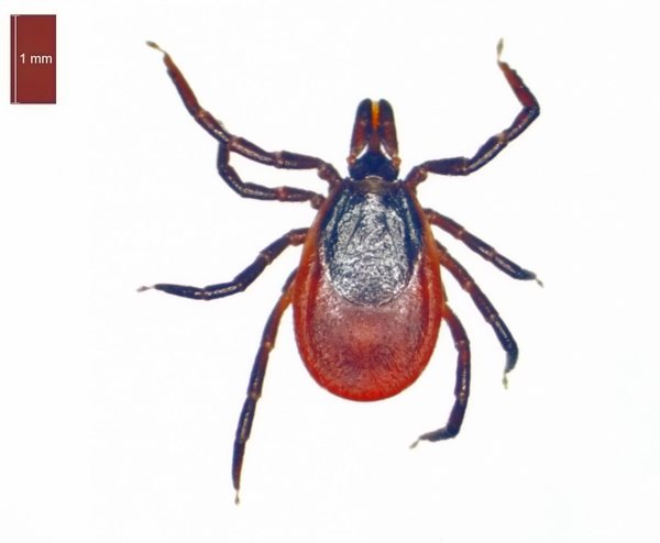 This is what a female dog tick looks like.