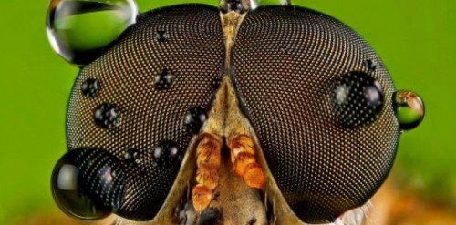Așa arată ochii unei insecte la microscop.