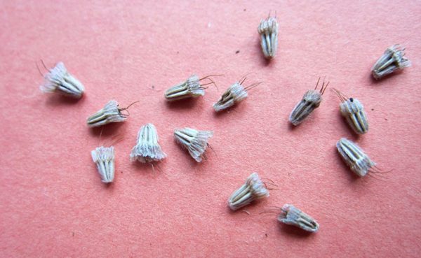 This is what scabiosa seeds look like.
