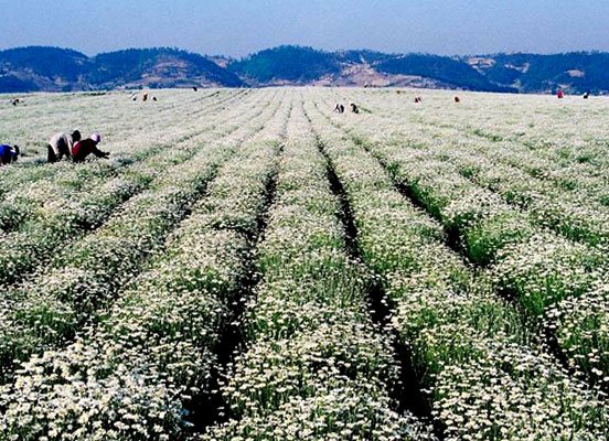 Such plantations are the main suppliers of pyrethrum, an effective insecticidal agent.