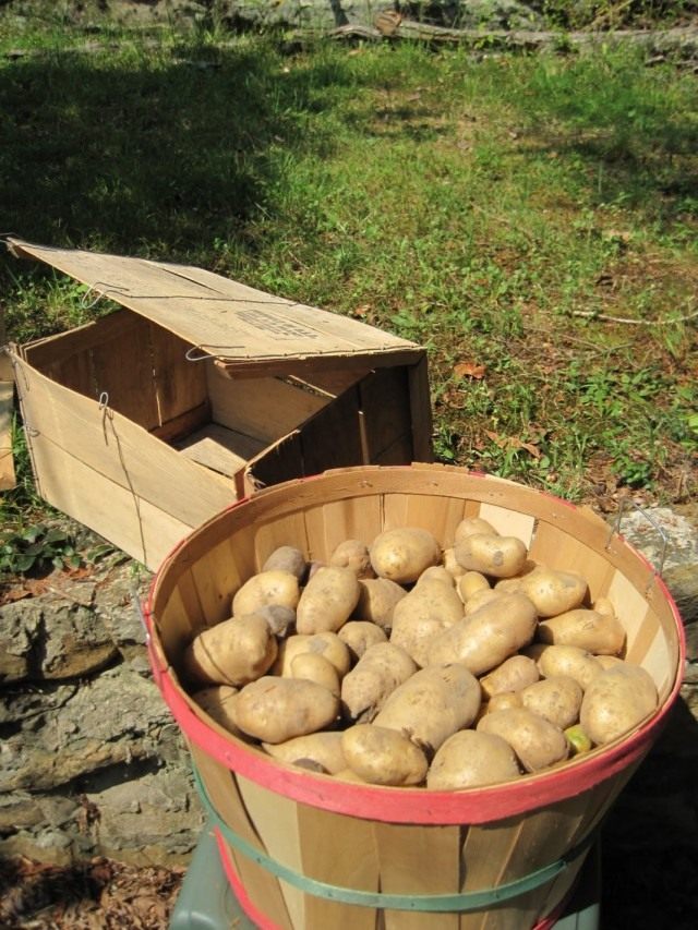 Behållare för förvaring av potatis