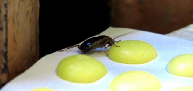 Kackerlacka: vad som är farligt i sig och dess bett, vilka sjukdomar det kan överföra till människor