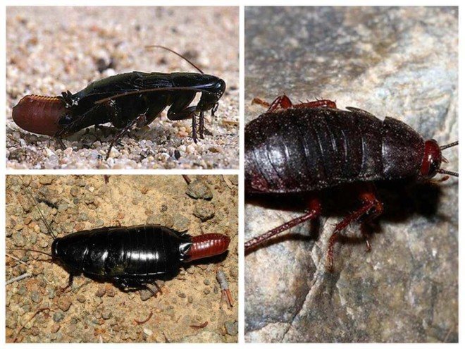 Cockroach black breeding