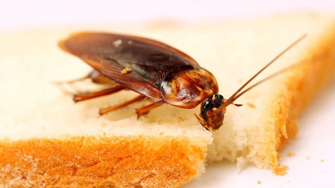 Gândacul mănâncă pâine