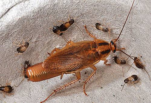 Cockroach and larvae