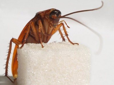 Cockroach with sugar lump