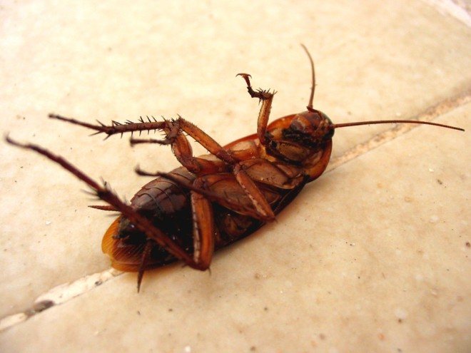 The cockroach dies