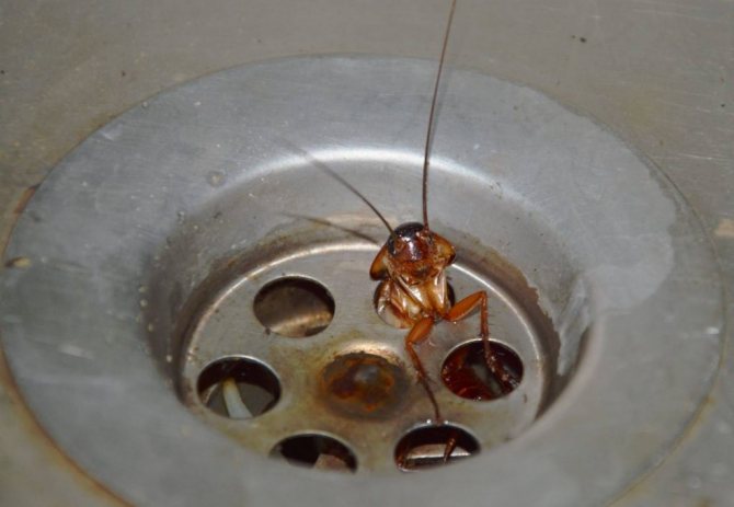 Cockroach in the sink