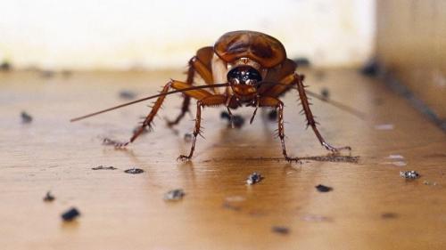 Хлебарки, как се размножават опитомените?Размножителен цикъл на домашни хлебарки 04